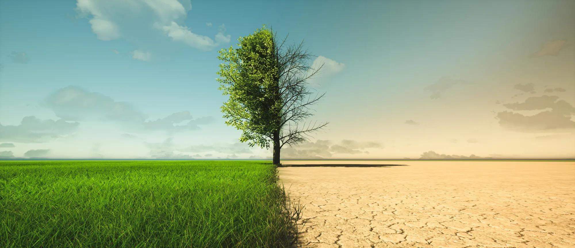 Tree in middle of green and brown terrain