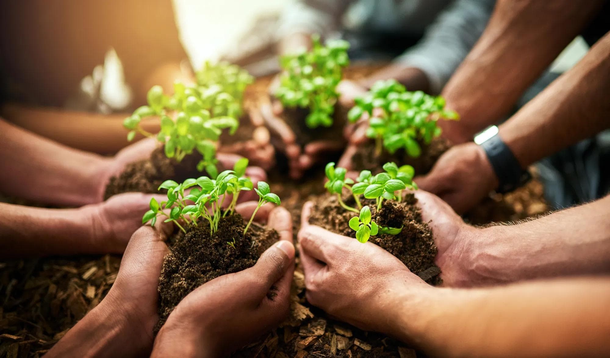 Hands holding growing plants