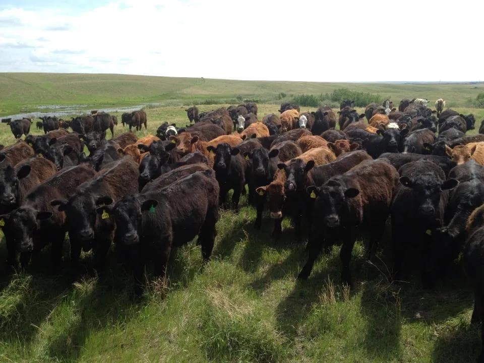 Cattle grazing in the Canadian prairie.  