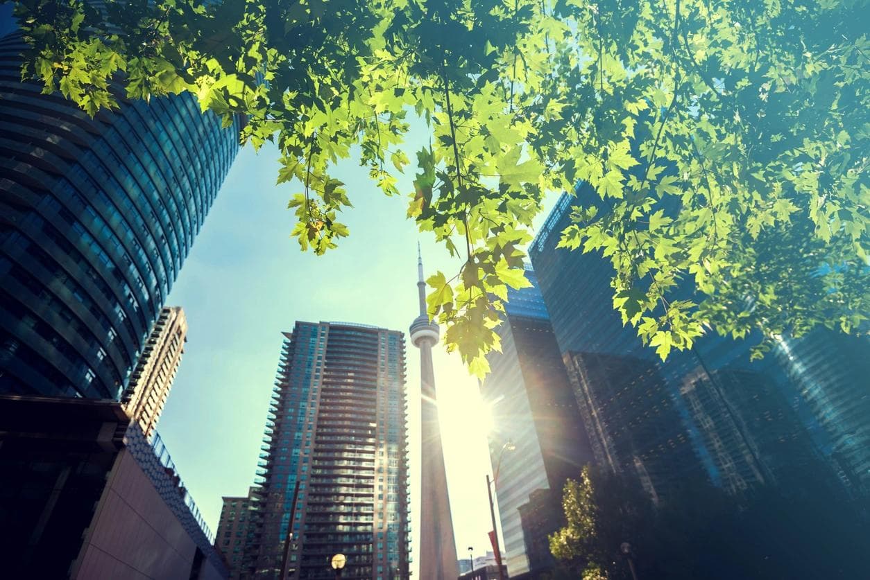 A tree provides shade among modern buildings in downtown Toronto.