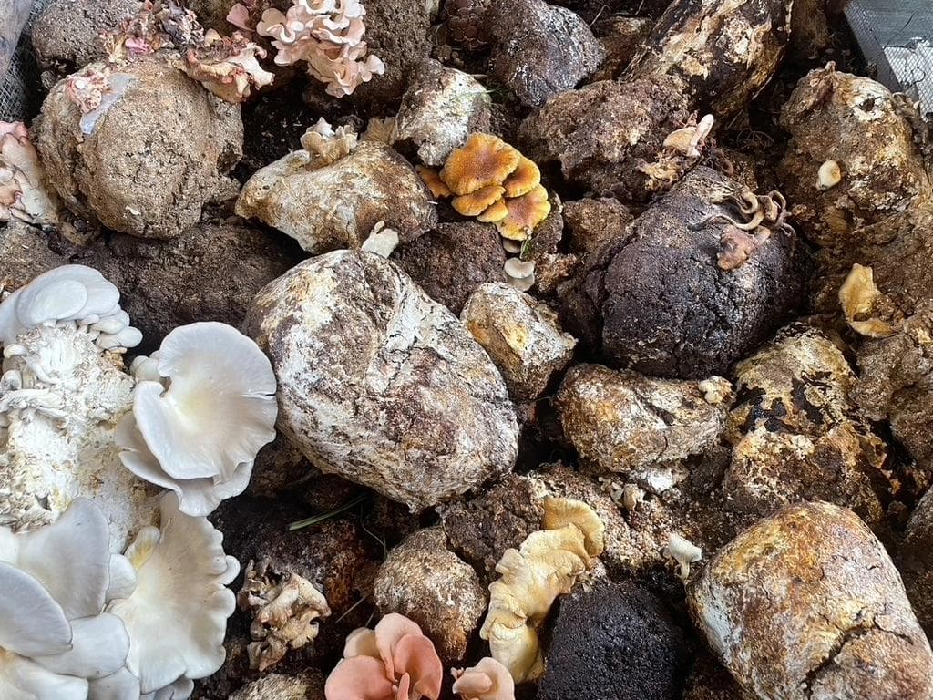 At the Altadena Community Garden, mushrooms are used to heal the soil by breaking down toxins and contaminants. 