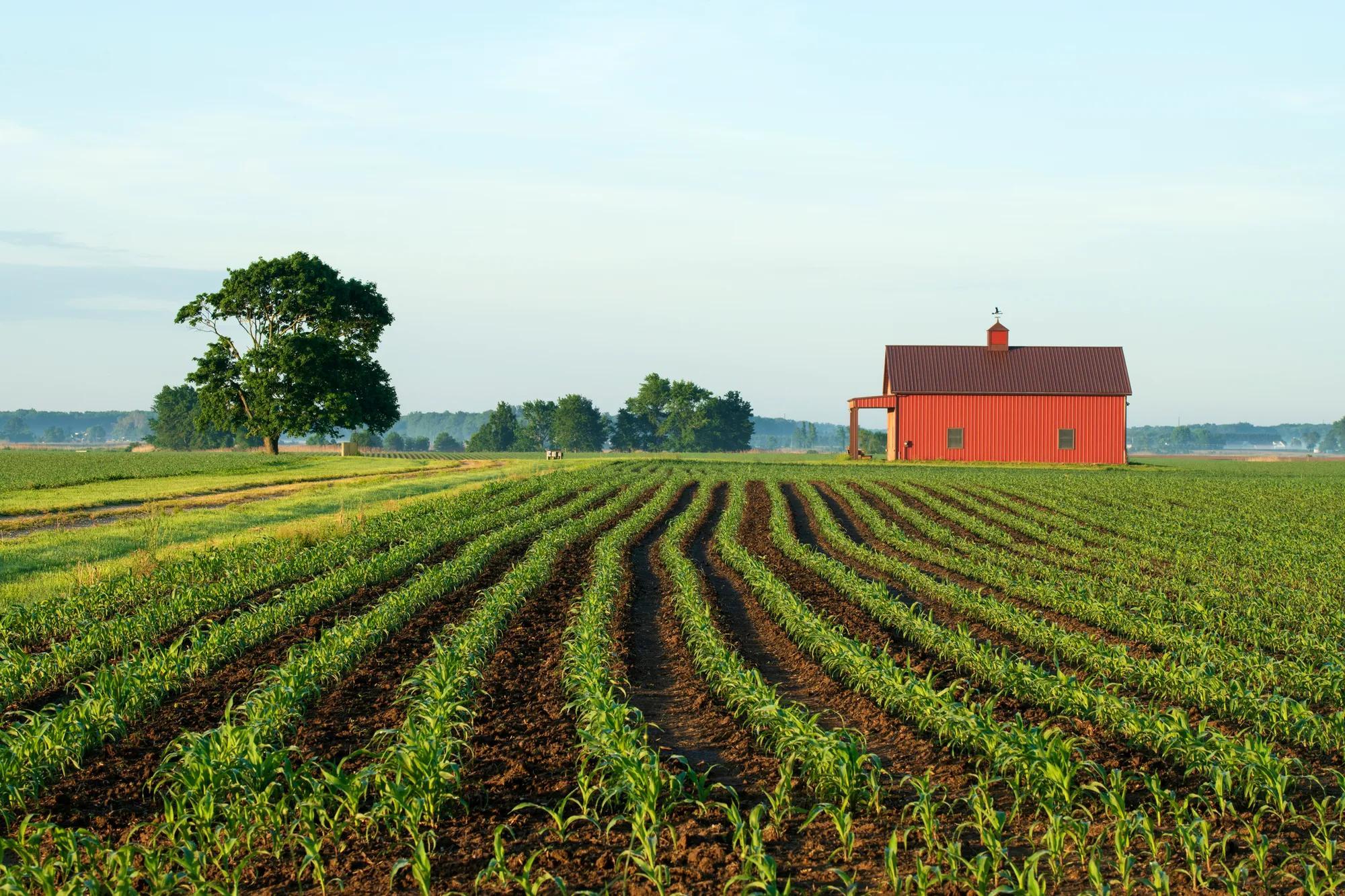 Crop field with a barn in Delaware, USA. 