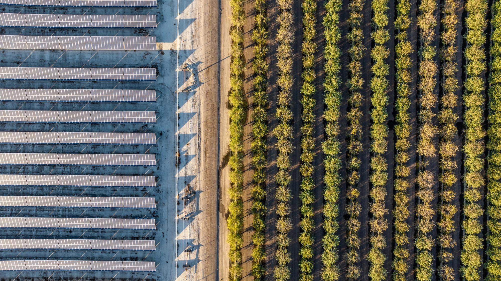 Aerial view of fruit and nut trees in between solar voltaic panels in Central California. 