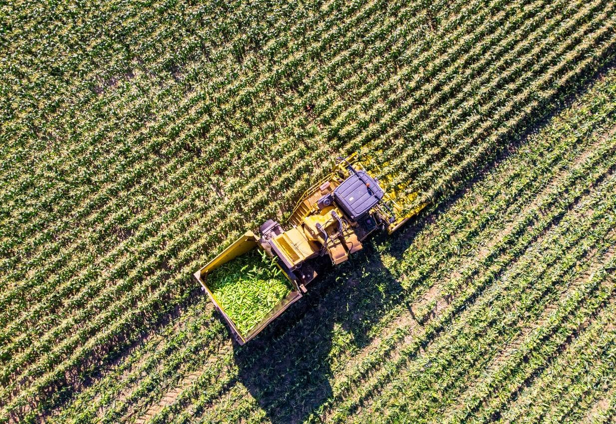 Drone view of a combine harvester harvesting corn in a large agricultural field.