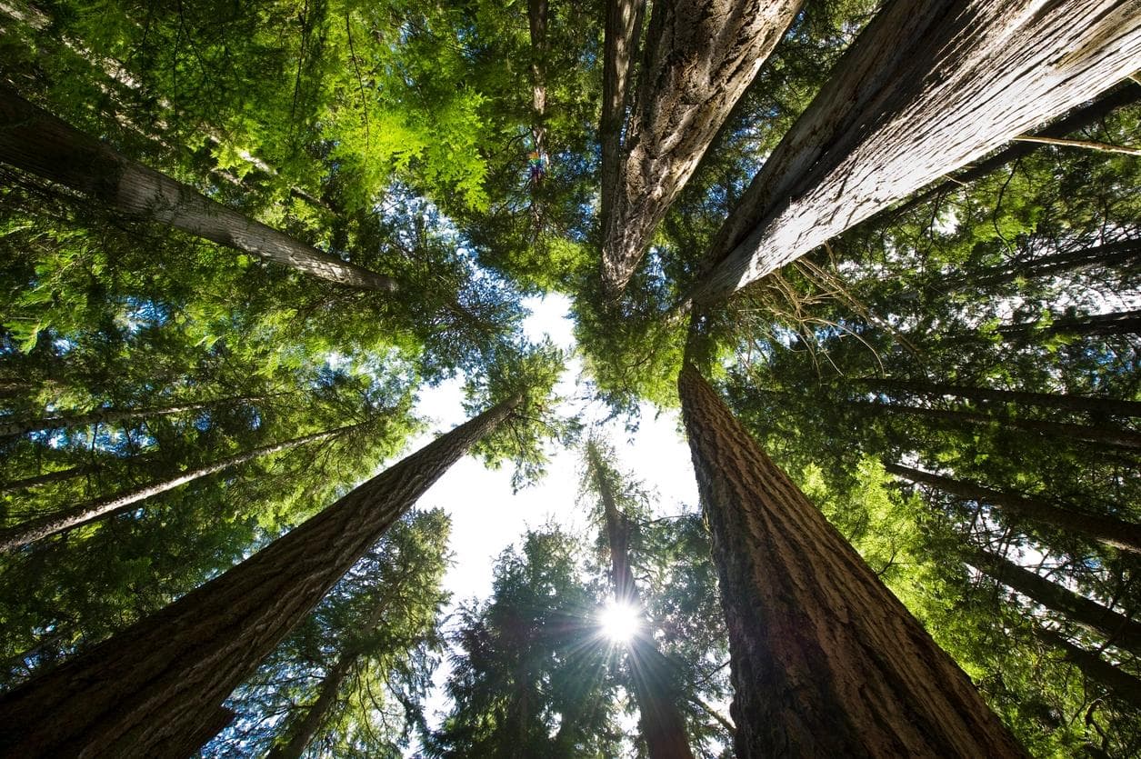 A coastal temperate rain forest in British Columbia, Canada. 