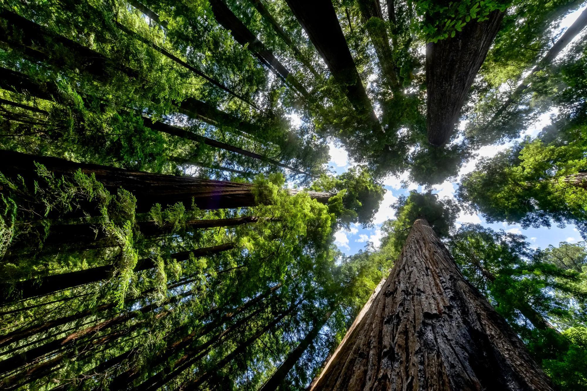 An upward-looking perspective on redwood trees in Del Norte country in California.