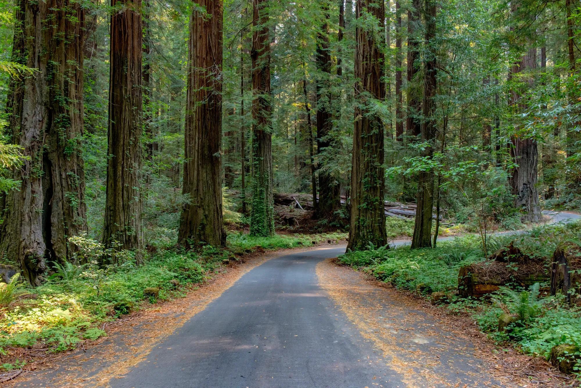 A paved road winds through redwood trees in Humboldt Country, California. 