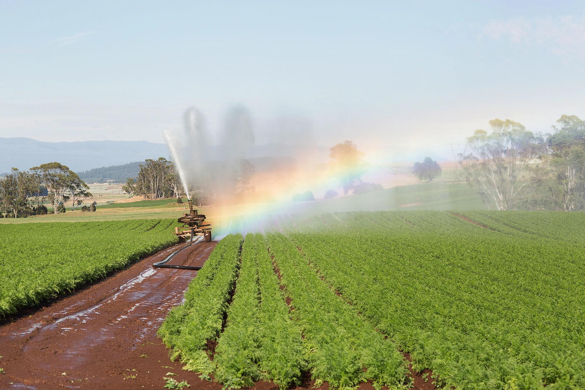 An irrigation sprinkler watering crops in a field.  
