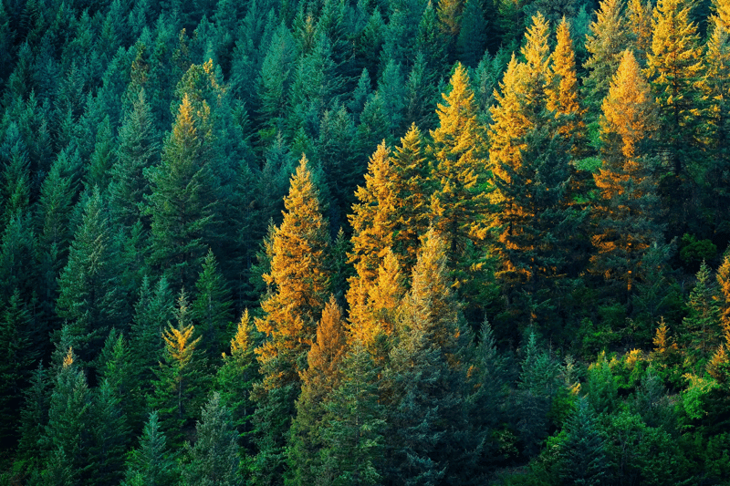 A lush pine tree forest with a streak of golden evening light. 