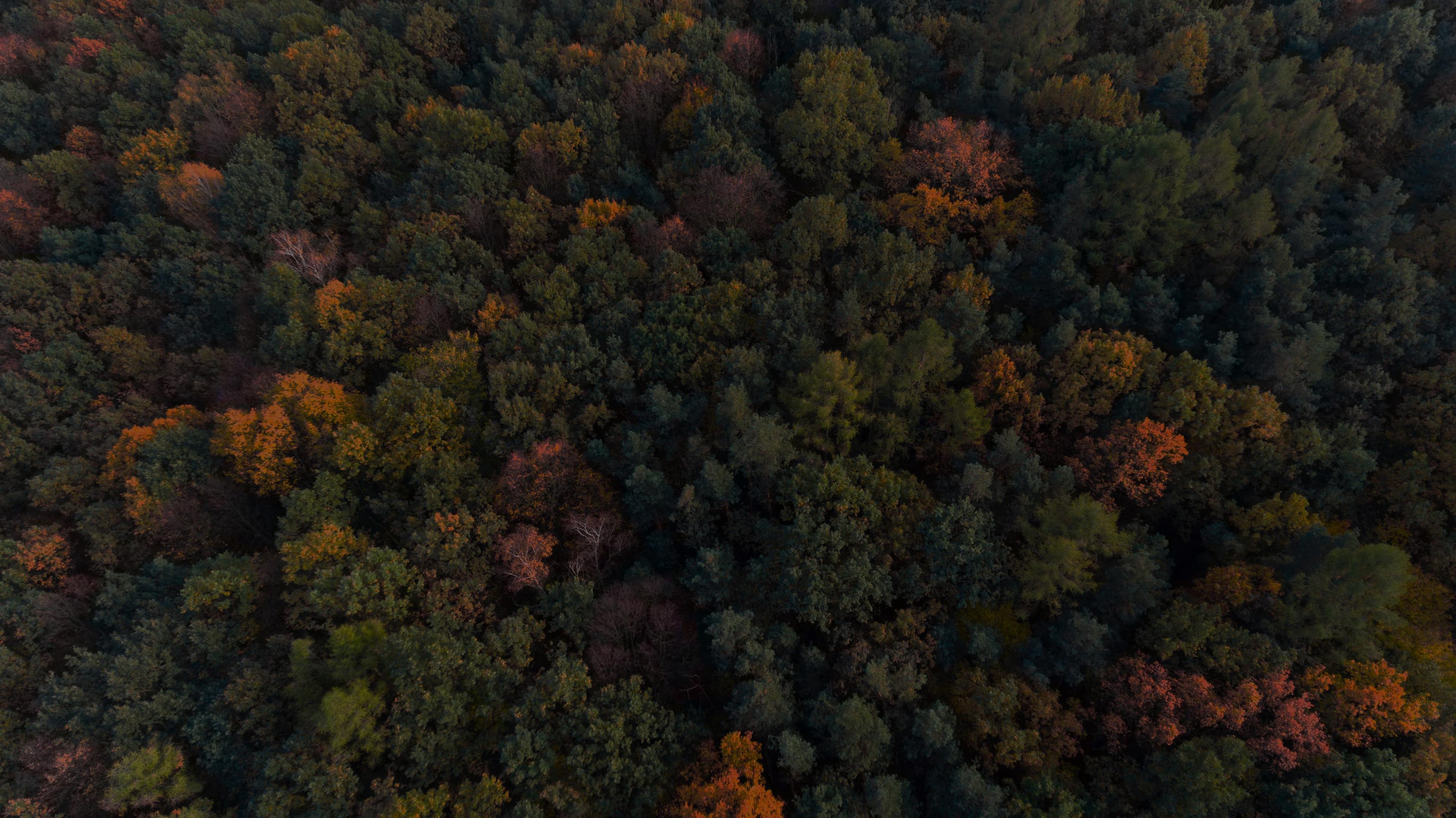 autumn forest