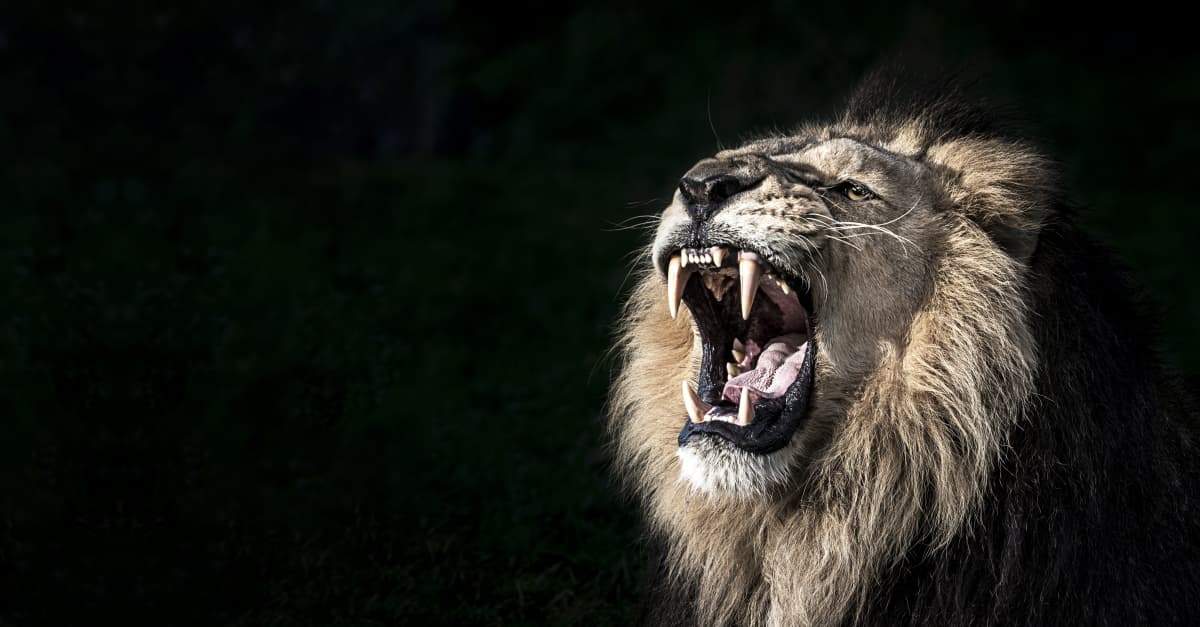 Lion