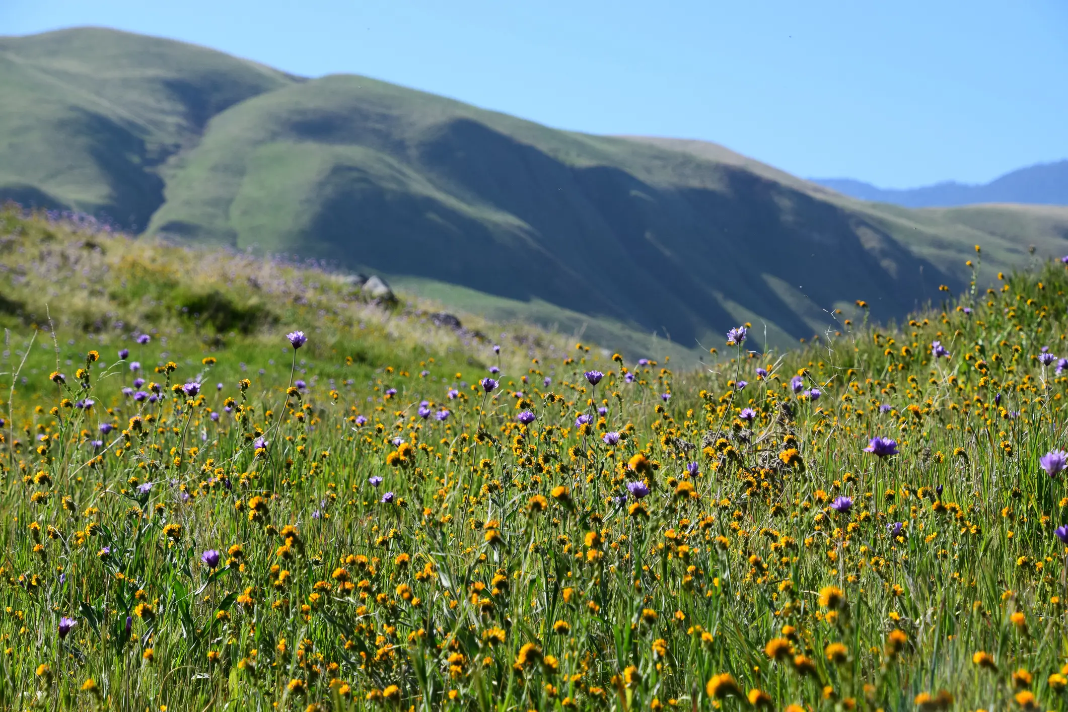 Landscape scene in Kern County, California