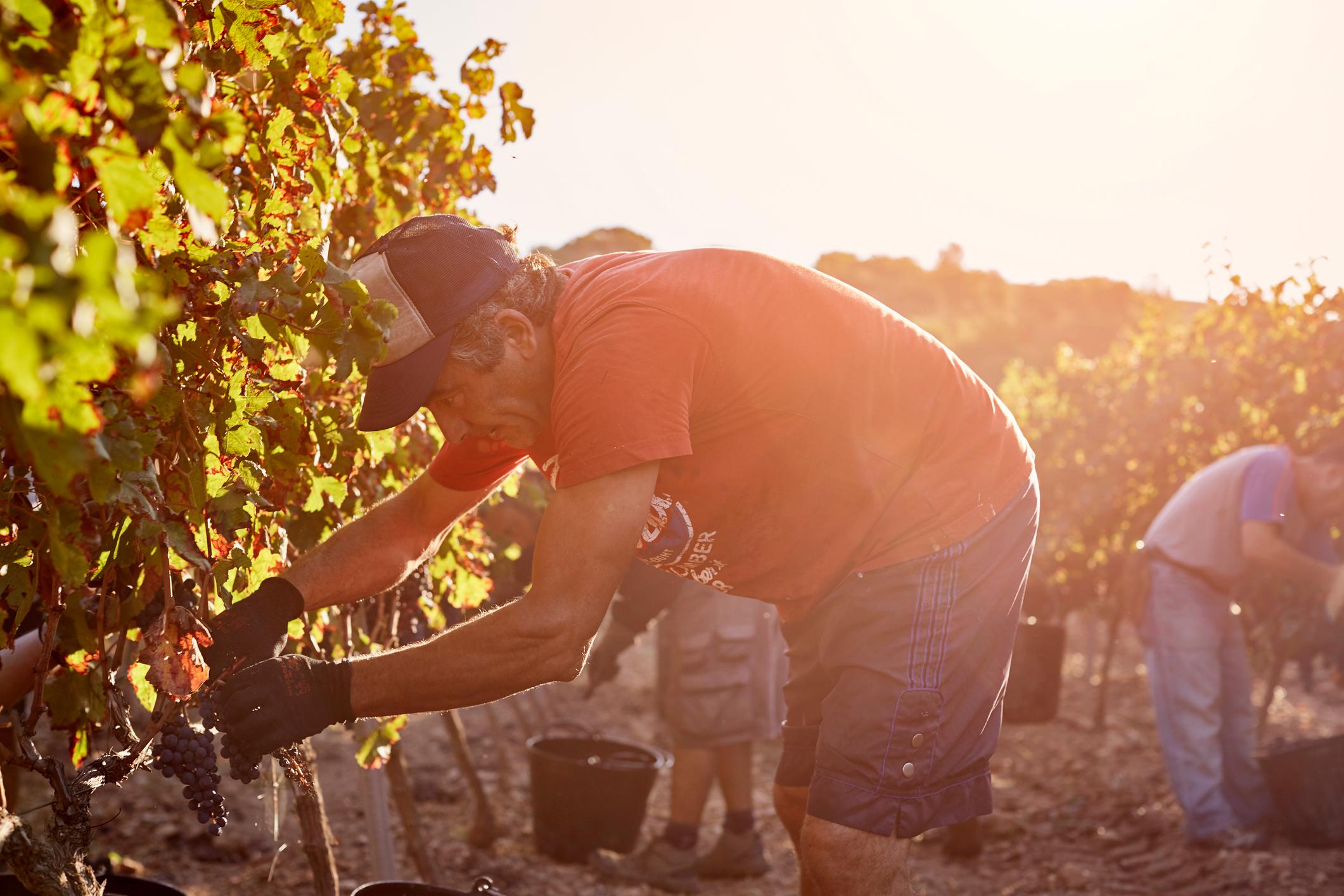 farmer harvesting