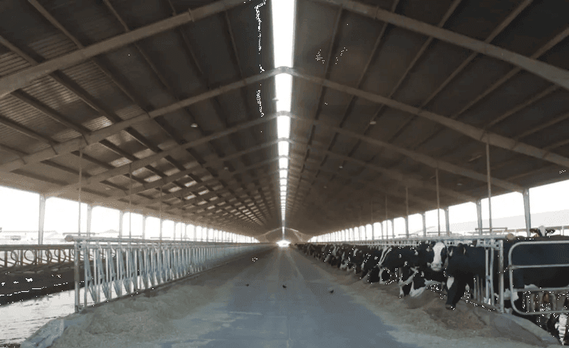 Dairy Cows