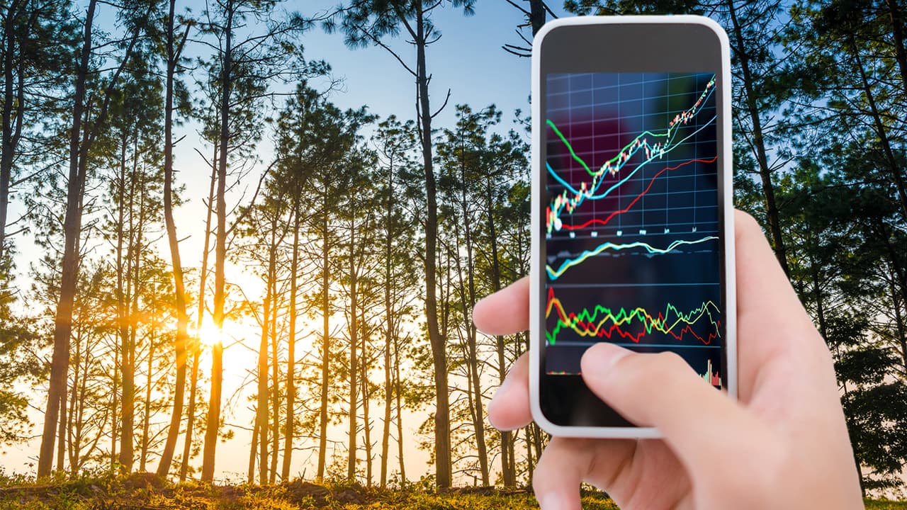 trees and a phone