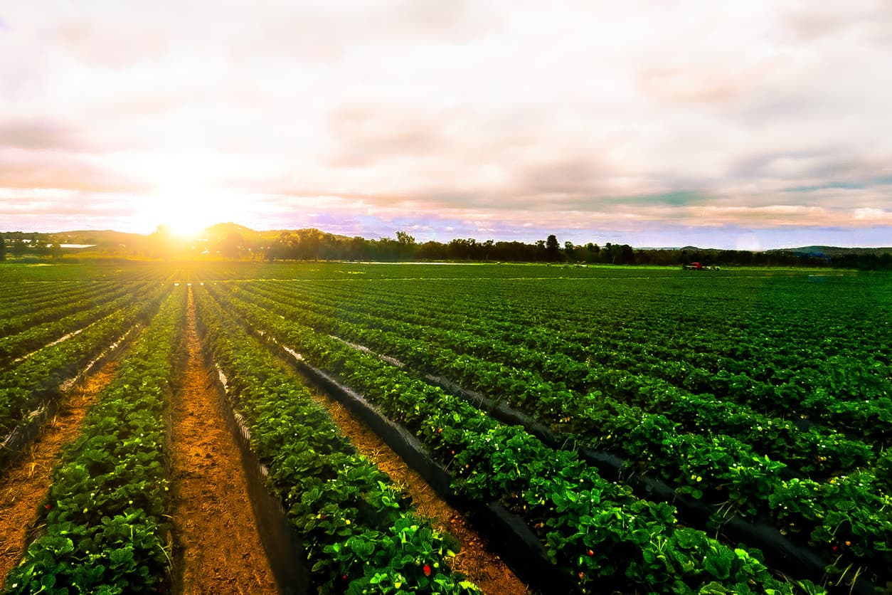 Outlook for the food and ag sector