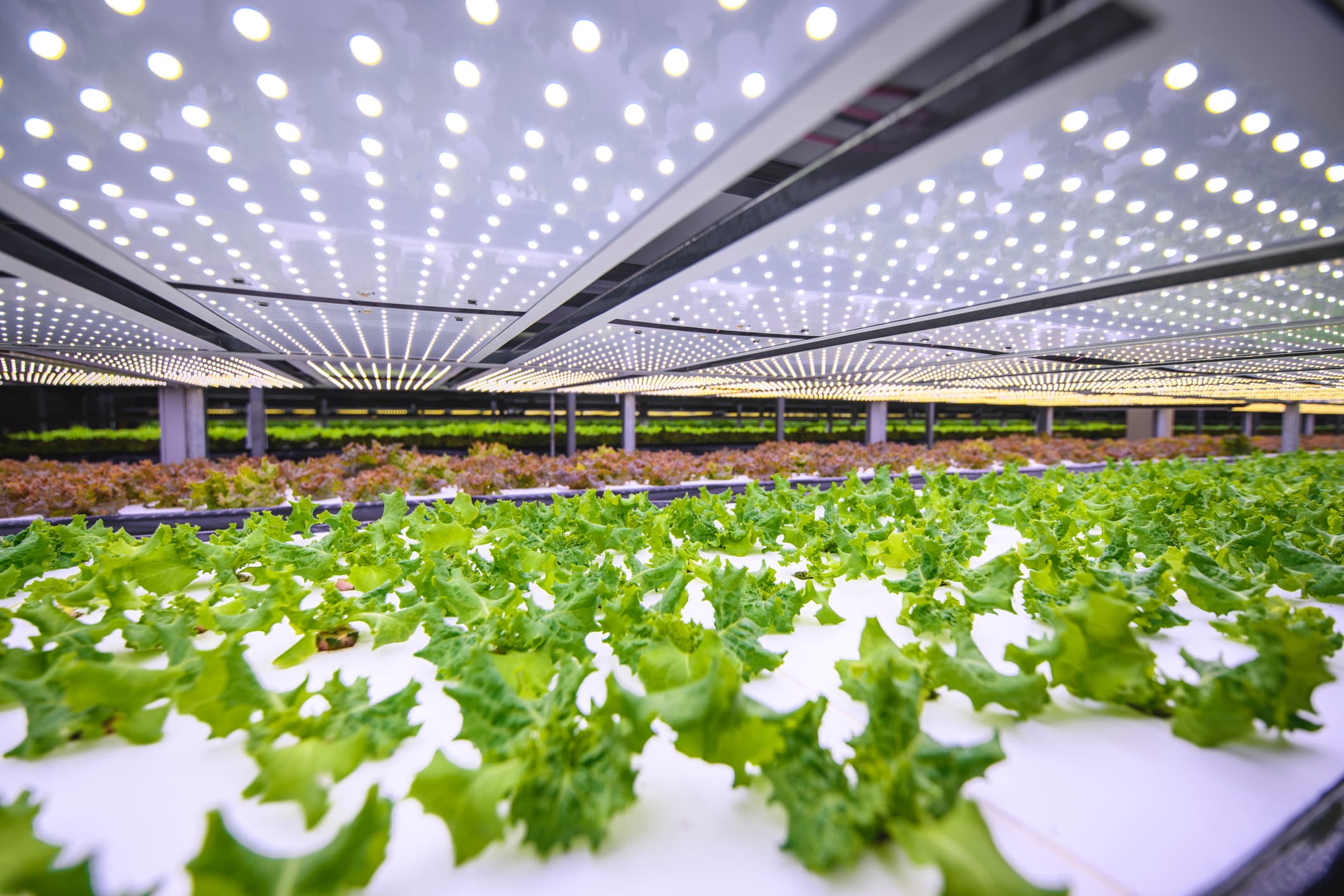future farm