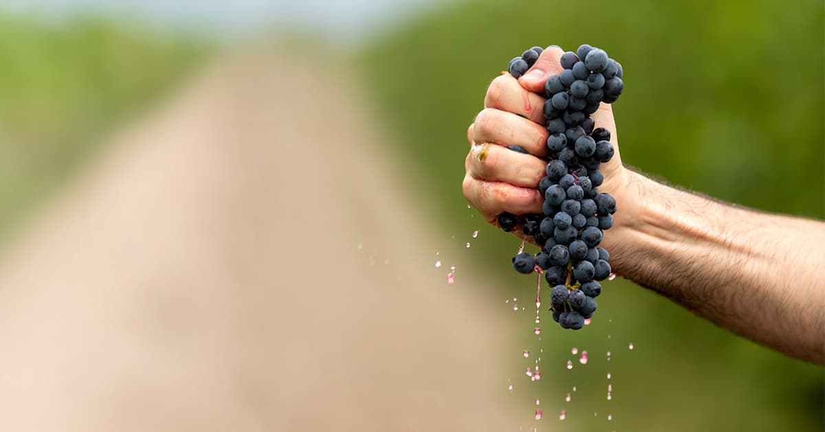 hand holding grapes