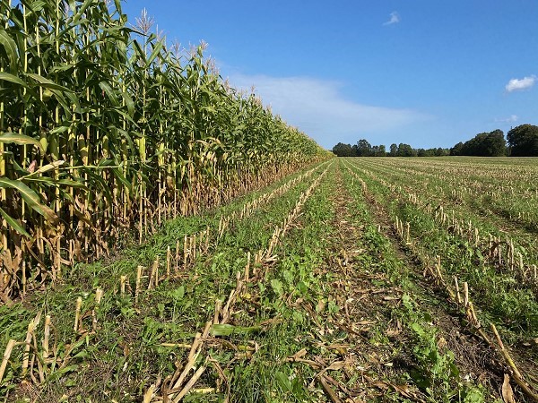 Cover crops used in a corn field