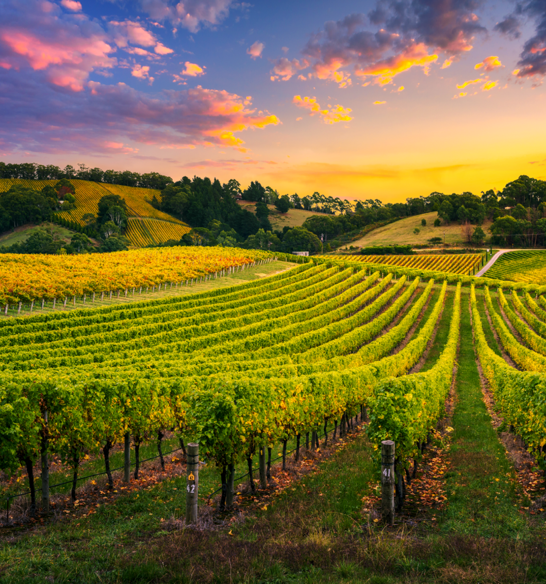 A wine vineyard at sunrise