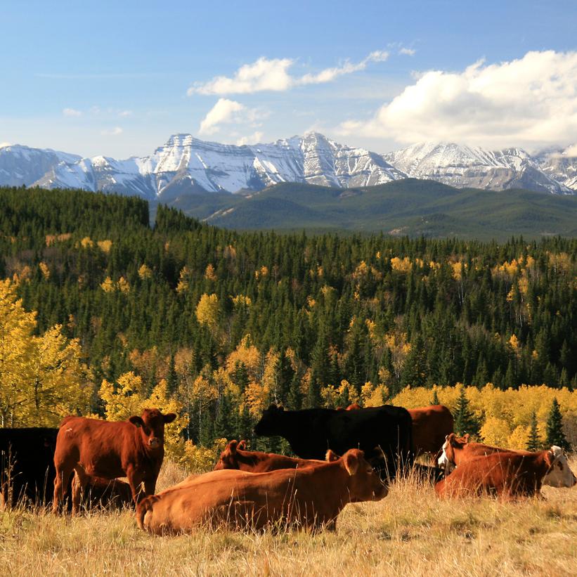 Cattle grazing in Alberta, Canada.