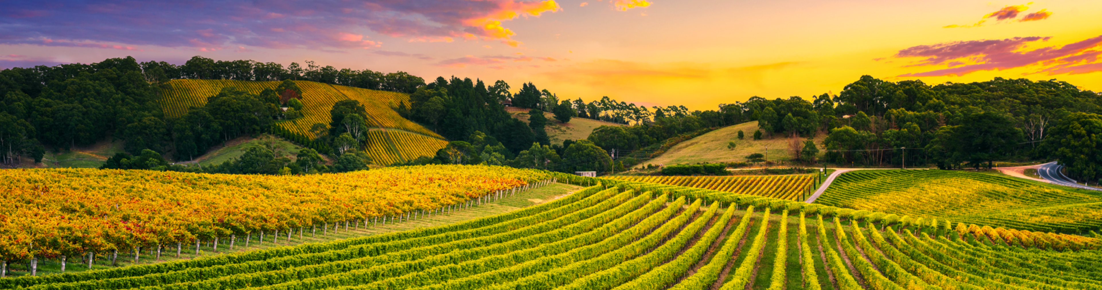 A wine vineyard at sunrise
