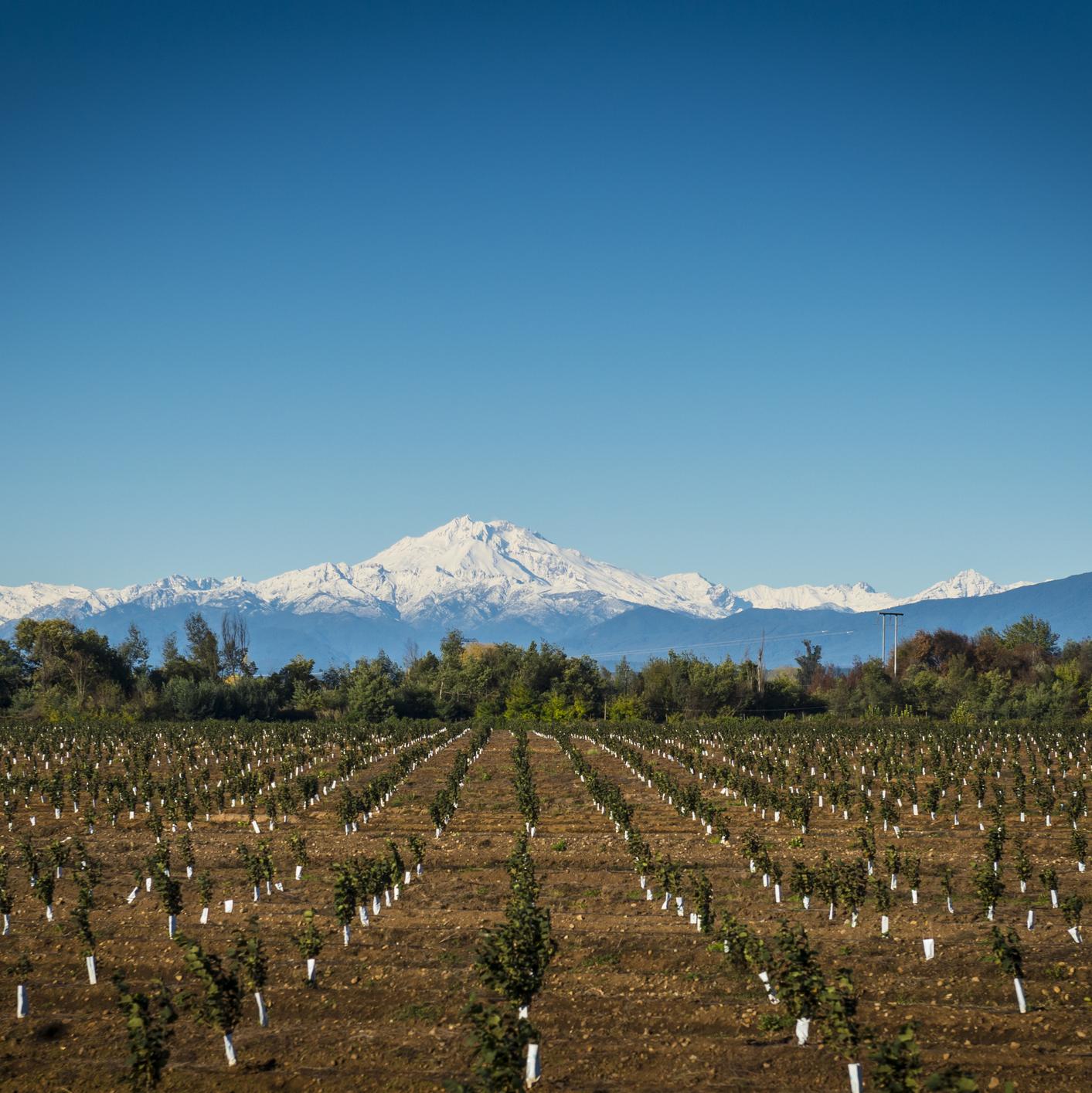 A reforestation project in Chile.